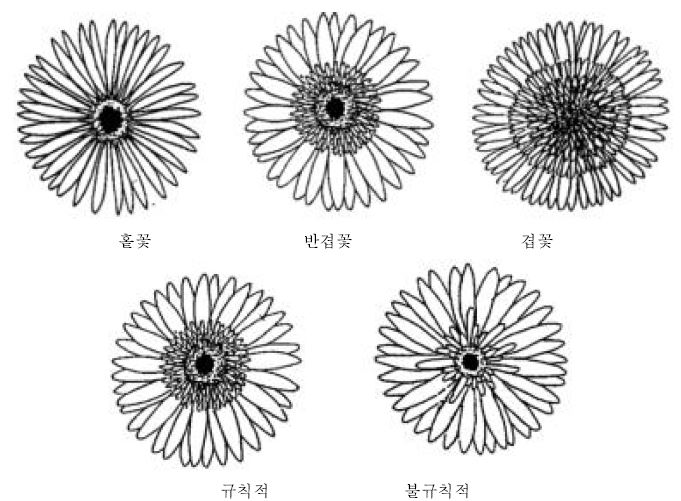 화형: 홑꽃, 반겹꽃(규칙적, 불규칙적), 겹꽃(규칙적, 불규칙적)