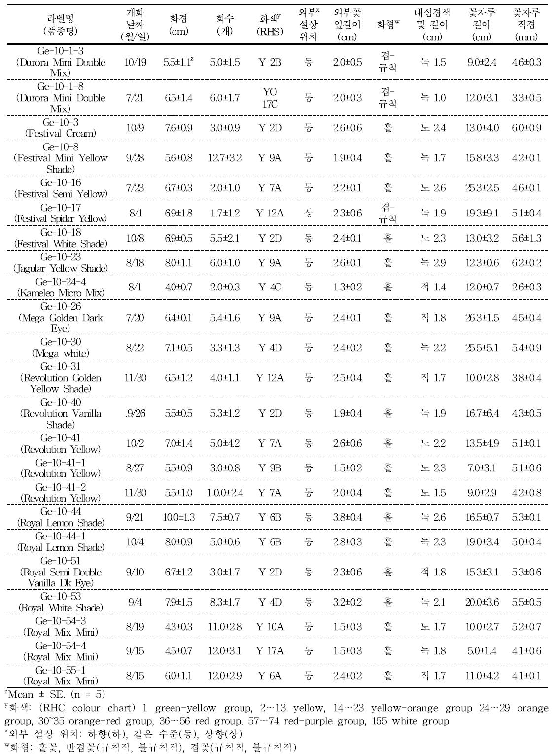 분화용 거베라 노란색 계통(품종)의 개화 및 꽃의 특성