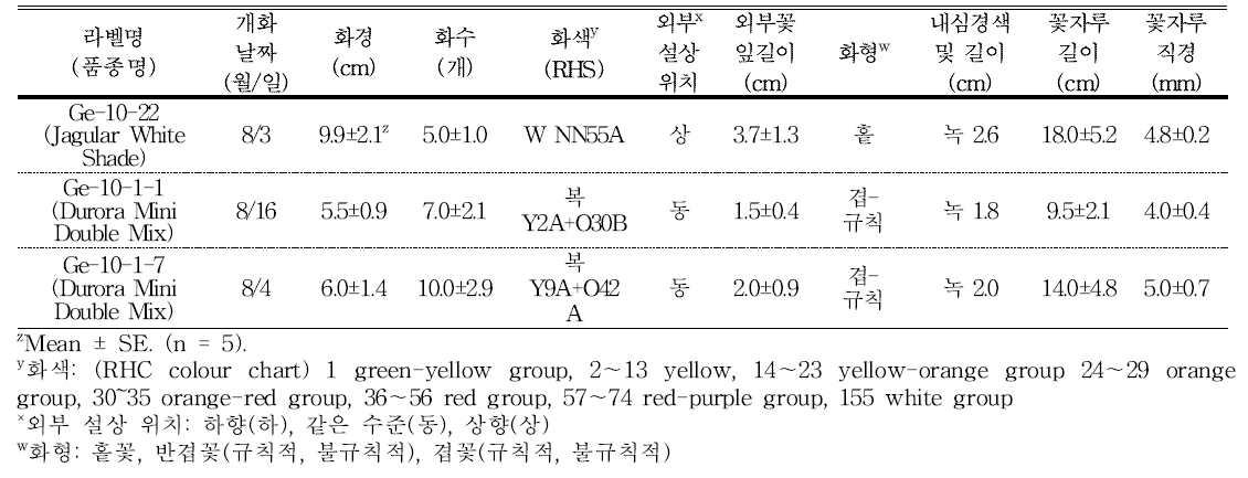 분화용 거베라 흰색 및 복색 계통(품종)의 개화 특성 및 우수계통 선발