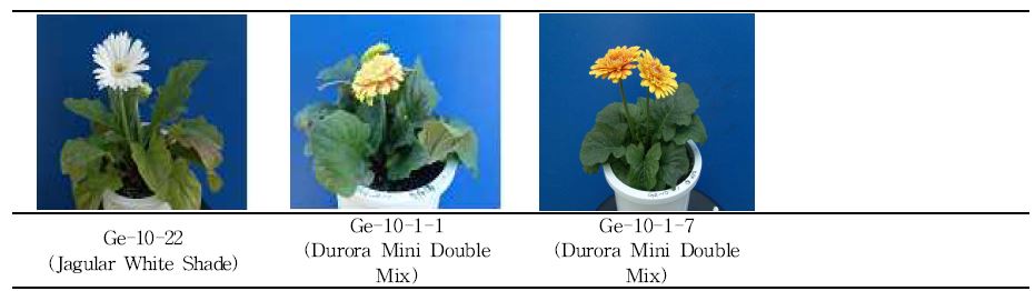 분화용 거베라 흰색 및 복색 계통(품종)의 생육 및 개화 특성.