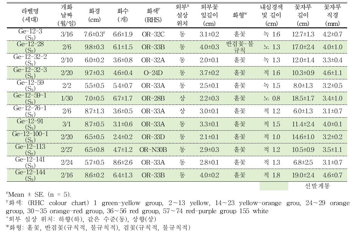 분화용 거베라 주황색 계통의 개화 및 꽃의 특성