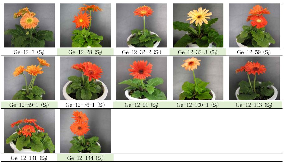 분화용 거베라 주황색 계통의 생육 및 개화 특성에 따른 우수계통 선발.