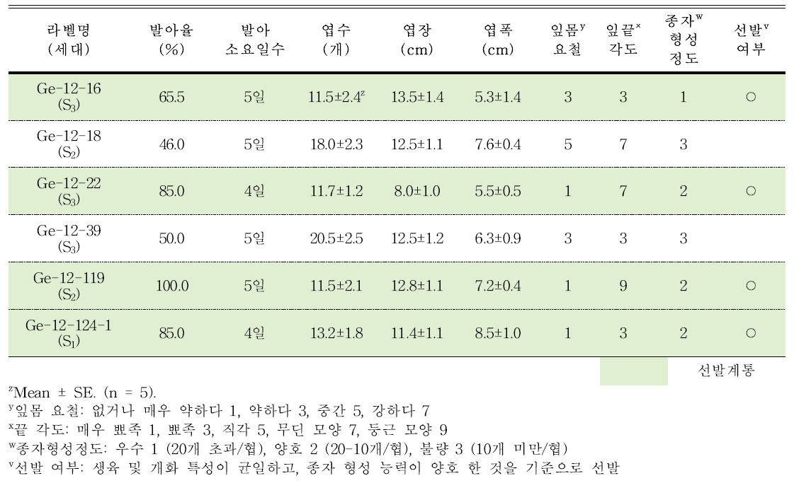 분화용 거베라 자주색 계통의 발아율, 종자형성 정도 및 생육 특성