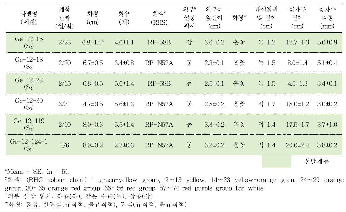 분화용 거베라 자주색 계통의 개화 특성 및 우수계통 선발