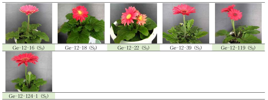 분화용 거베라 자주색 계통의 생육, 개화 특성 및 우수계통 선발.