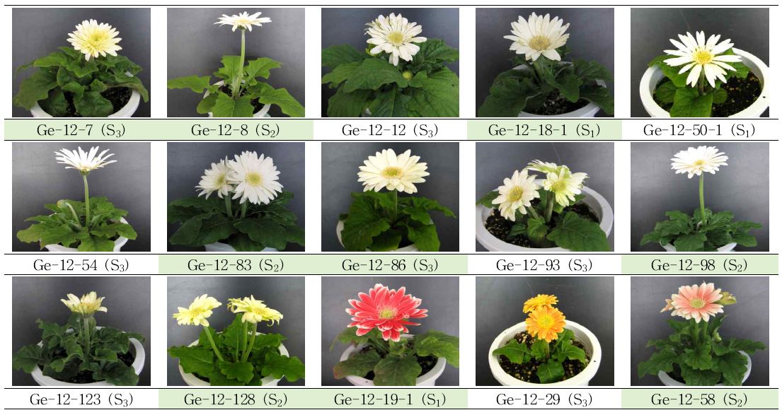 분화용 거베라 흰색과 복색 계통의 생육, 개화 특성 및 우수계통 선발.