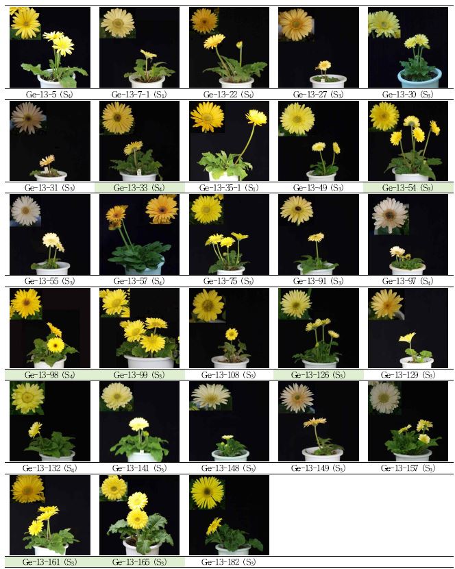 분화용 거베라 노란색 계통의 생육 및 개화 특성에 따른 우수계통 선발.