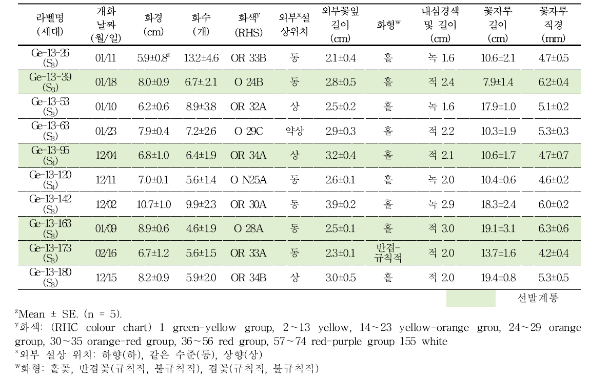 분화용 거베라 주황색 계통의 개화 및 꽃의 특성