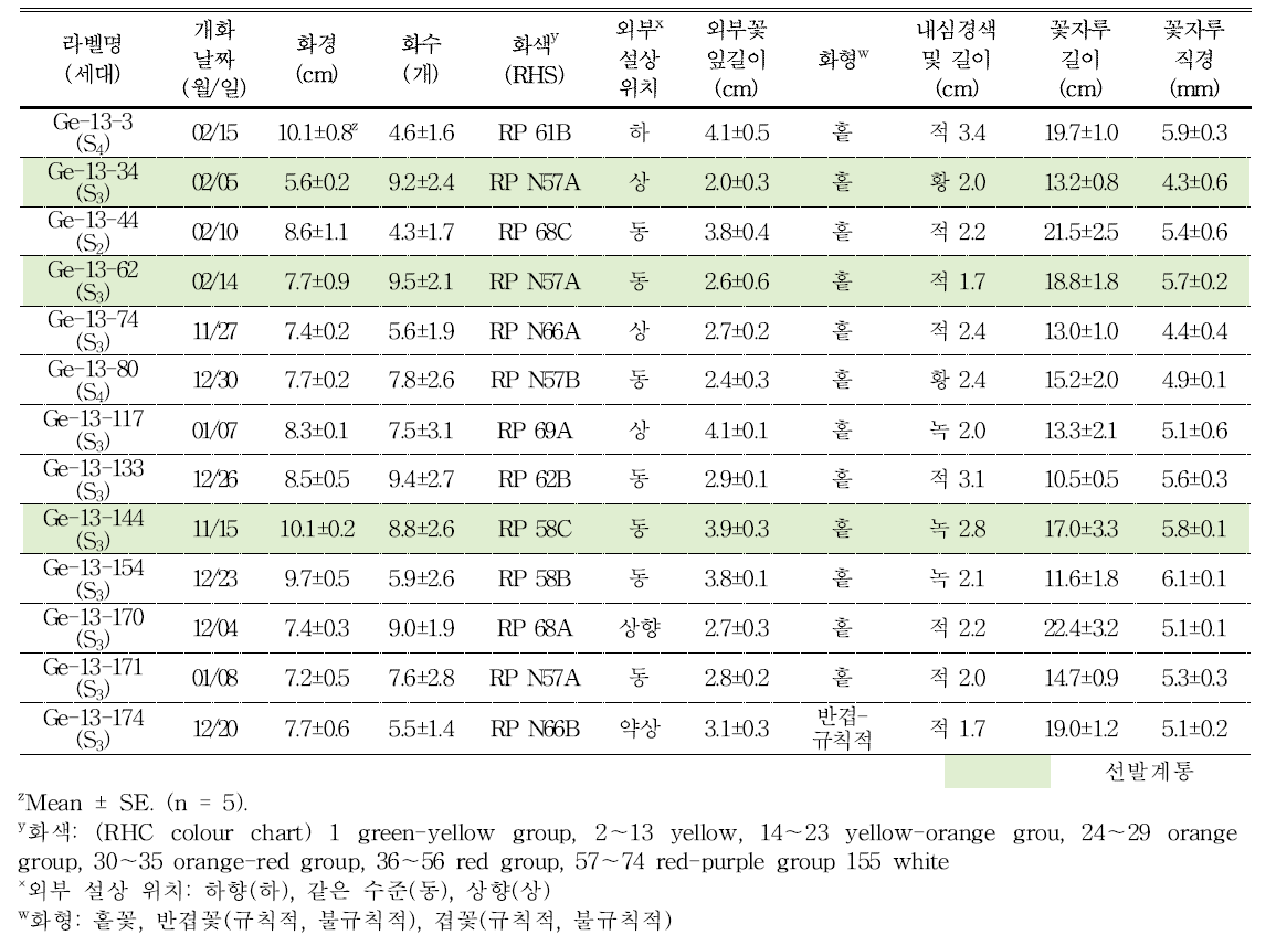 분화용 거베라 자주색 계통의 개화 특성 및 우수계통 선발