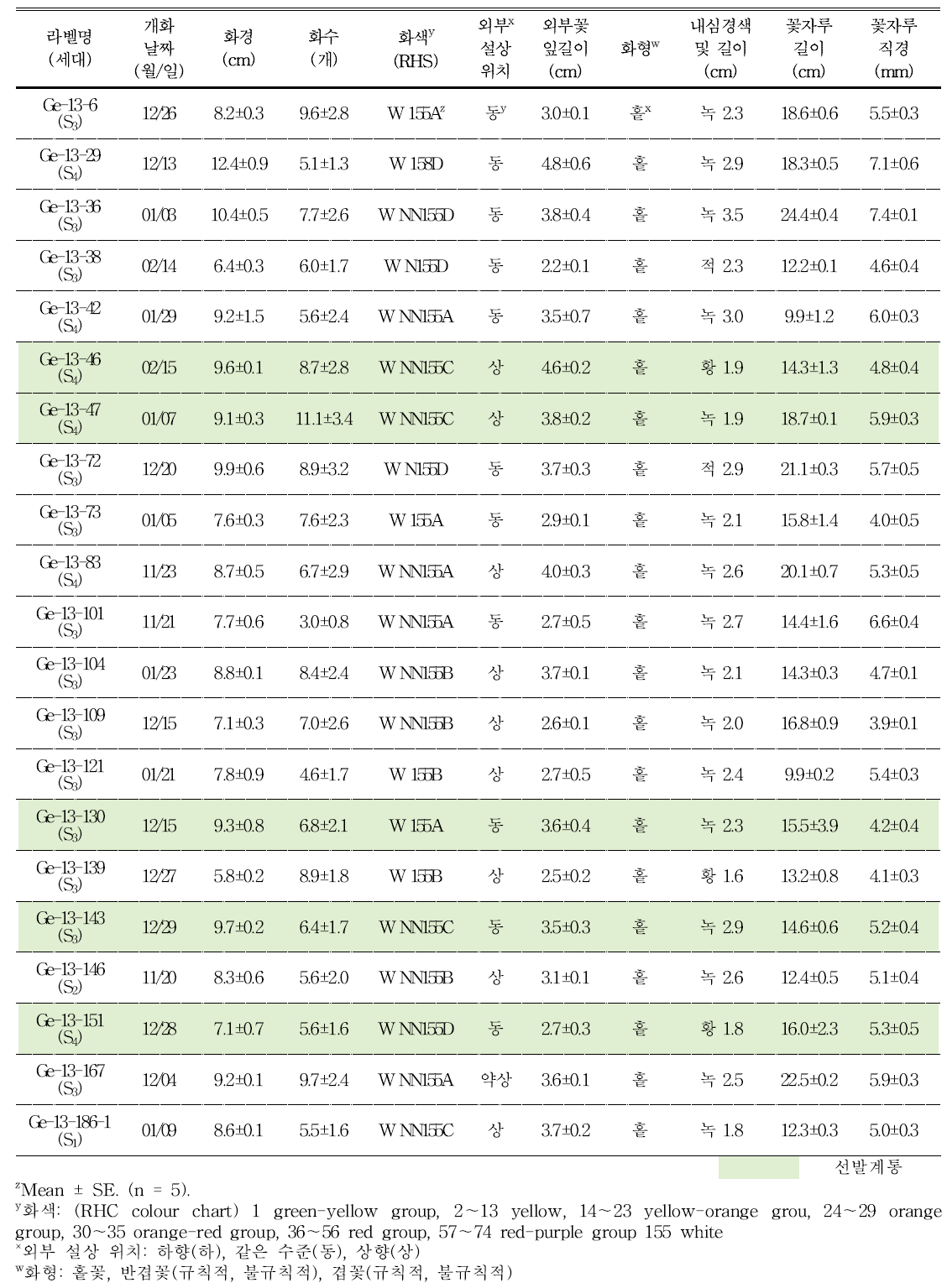 분화용 거베라 흰색 계통의 개화 특성 및 우수계통 선발