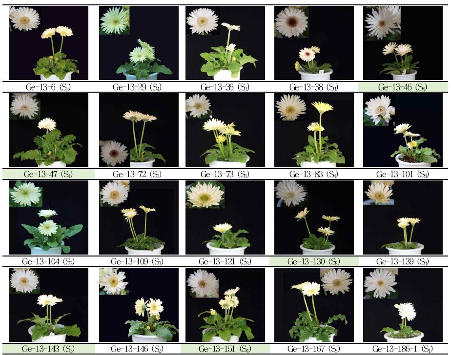 분화용 거베라 흰색 계통의 생육, 개화 특성 및 우수계통 선발.