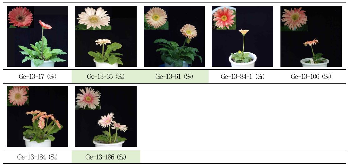 분화용 거베라 복색 계통의 생육, 개화 특성 및 우수계통 선발.