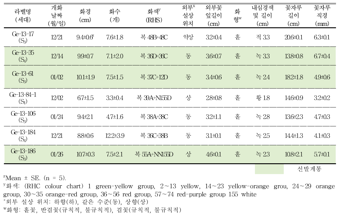 분화용 거베라 복색 계통의 개화 특성 및 우수계통 선발