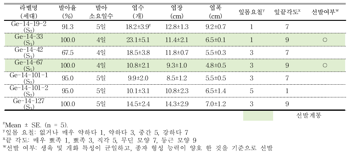 분화용 거베라 주황색 계통의 발아율 및 생육 특성