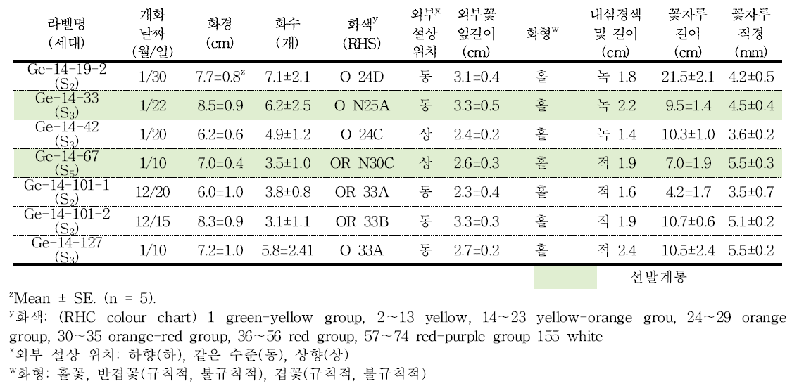 분화용 거베라 주황색 계통의 개화 및 꽃의 특성