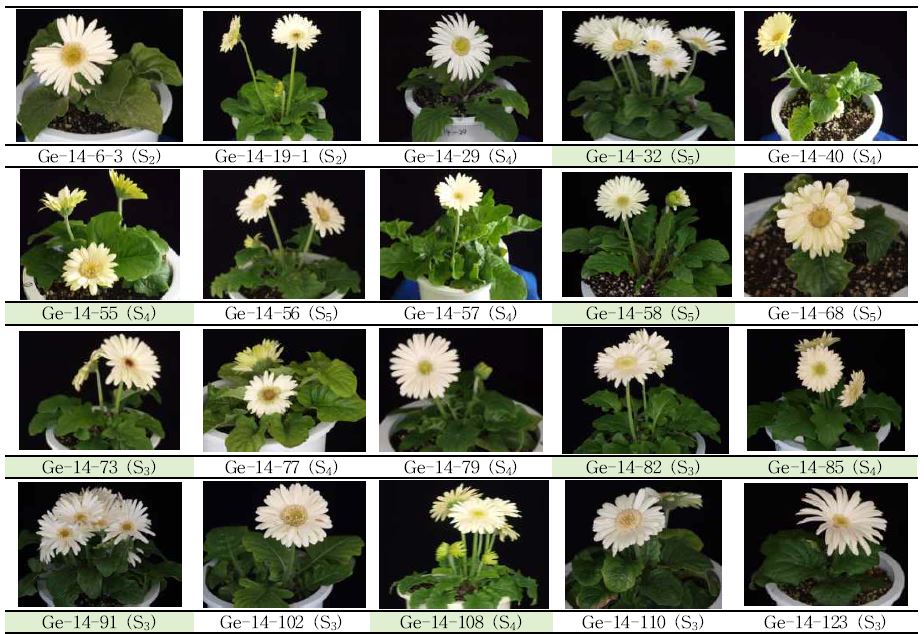 분화용 거베라 흰색 계통의 생육, 개화 특성 및 우수계통 선발.