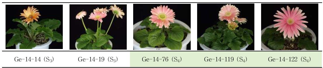 분화용 거베라 복색 계통의 생육, 개화 특성 및 우수계통 선발.