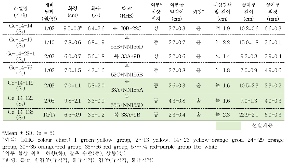 분화용 거베라 복색 계통의 개화 특성 및 우수계통 선발