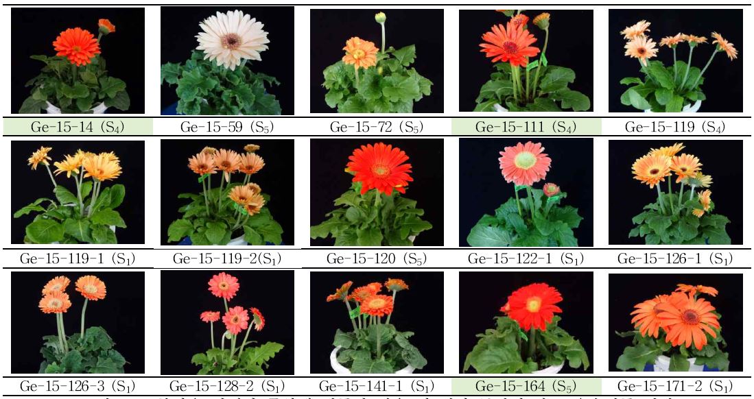 분화용 거베라 주황색 계통의 생육 및 개화 특성에 따른 우수계통 선발.