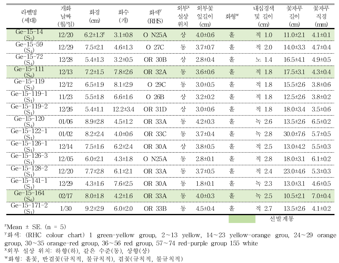 분화용 거베라 주황색 계통의 개화 및 꽃의 특성