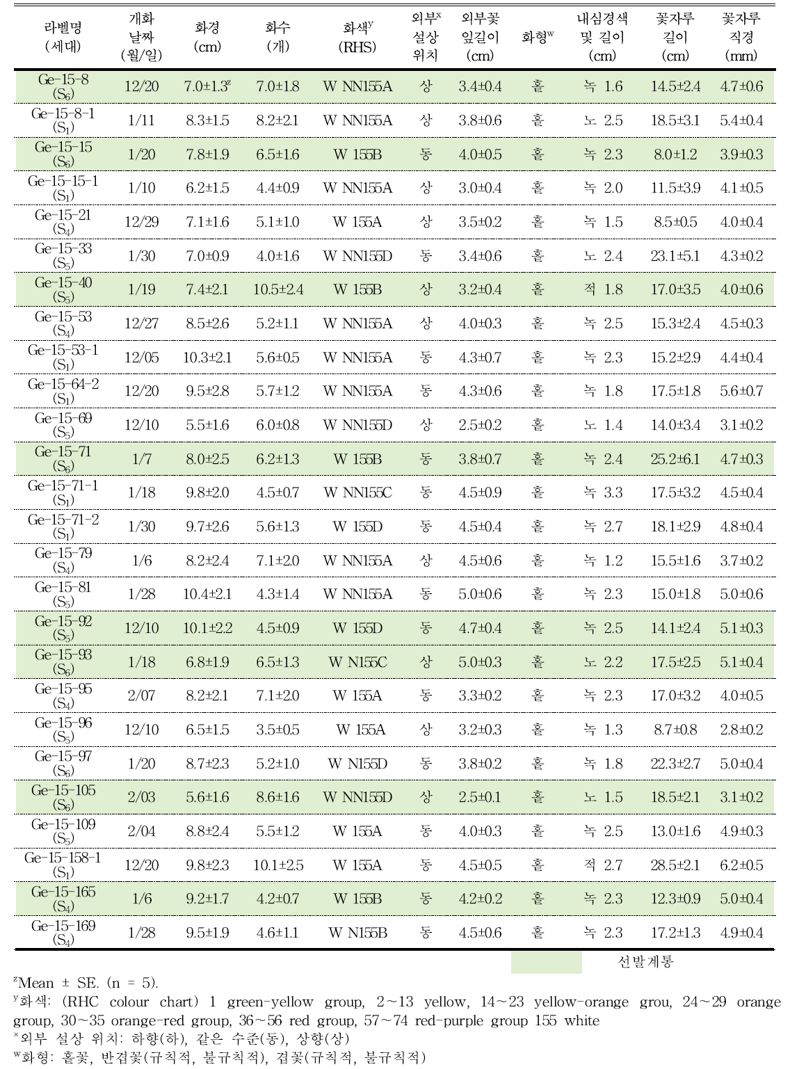 분화용 거베라 흰색 계통의 개화 특성 및 우수계통 선발