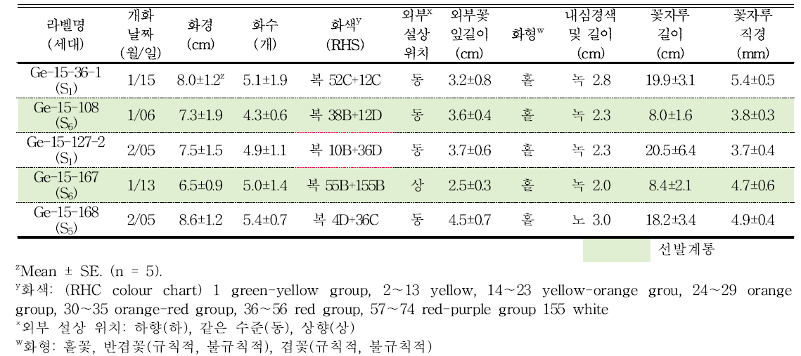 분화용 거베라 복색 계통의 개화 특성 및 우수계통 선발