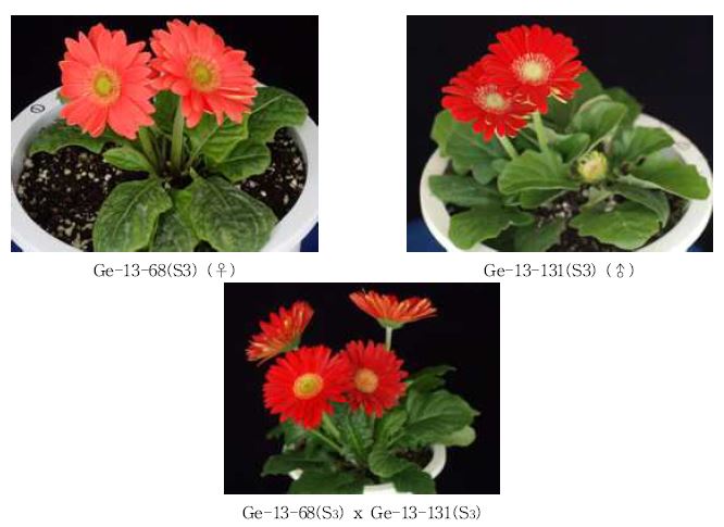 분화용 거베라 Ge-13-68(S3)계통과 Ge-13-131(S3)의 교배조합의 개화특성