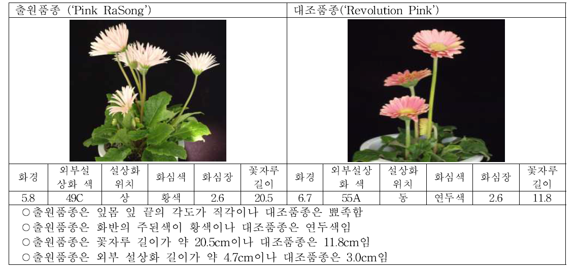 출원품종 (핑크라송)과 대조품종의 생육 및 개화 특성 비교