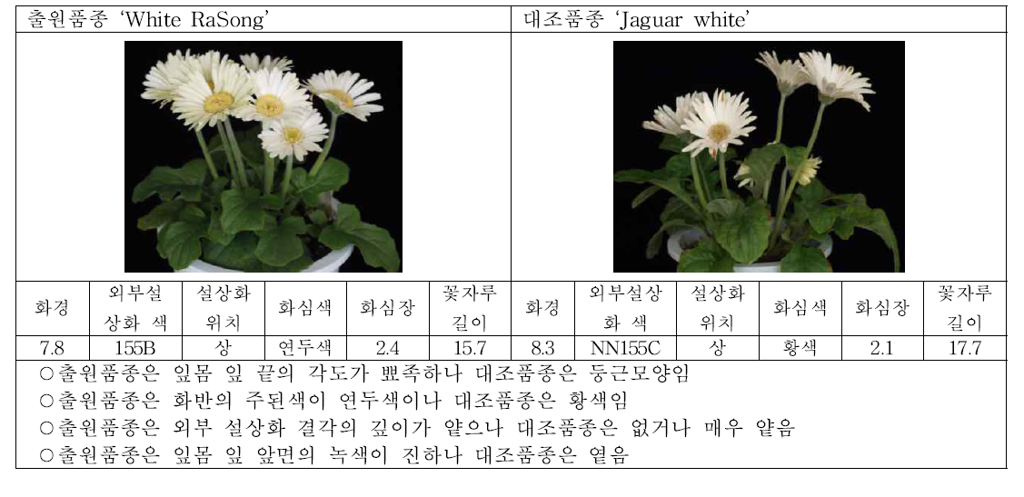 출원품종 (화이트라송)과 대조품종의 생육 및 개화 특성 비교