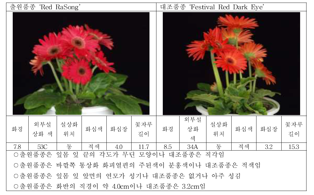 출원품종 (레드라송)과 대조품종의 생육 및 개화 특성 비교