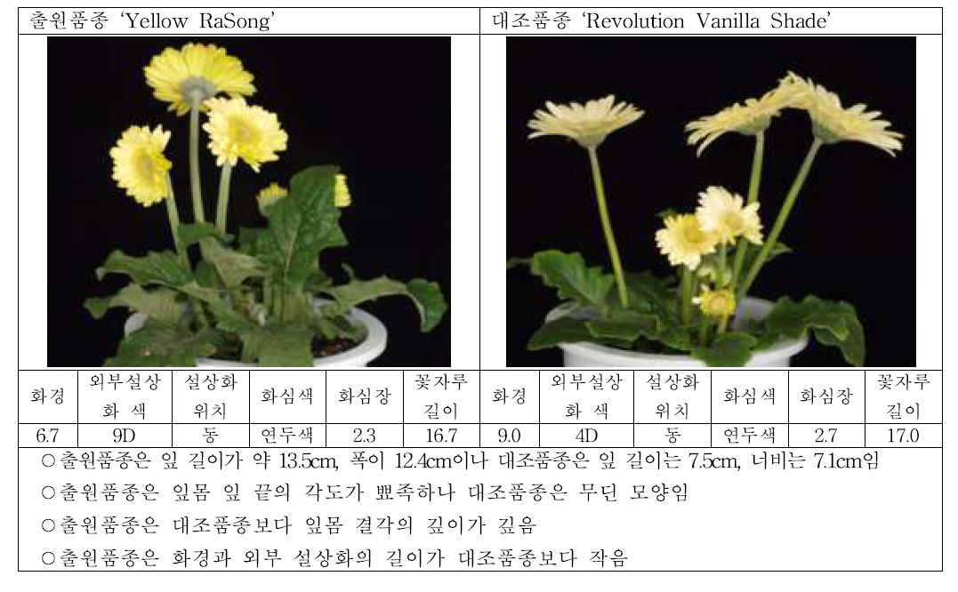 출원품종 (옐로우라송)과 대조품종의 생육 및 개화 특성 비교