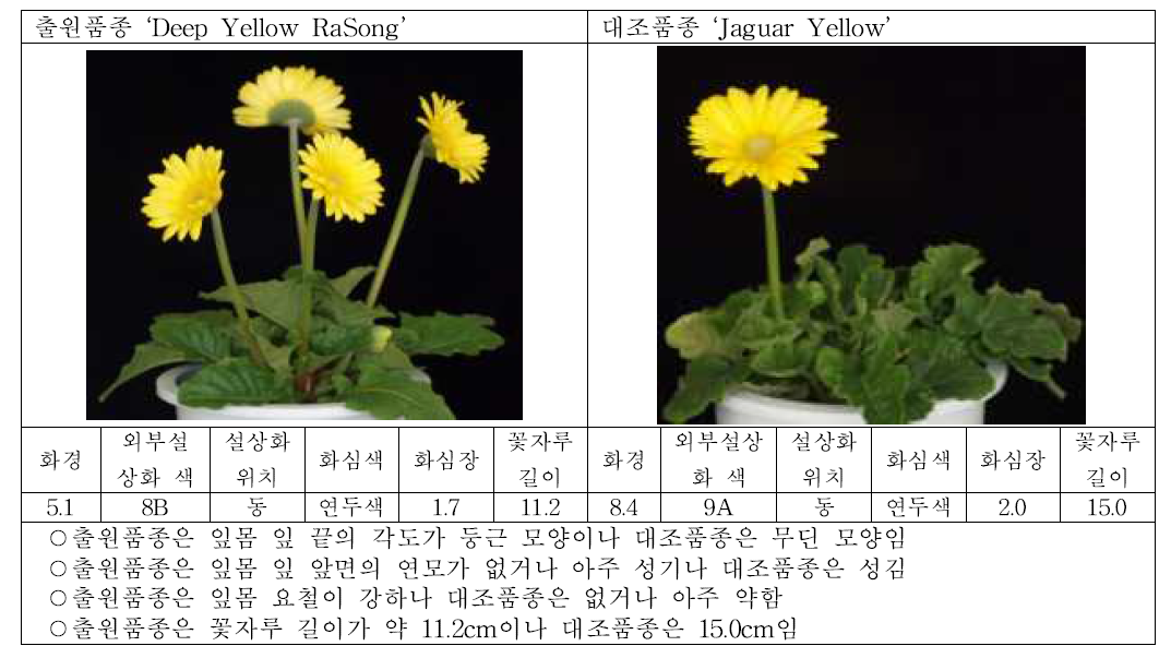 출원품종 (딥옐로우라송)과 대조품종의 생육 및 개화 특성 비교