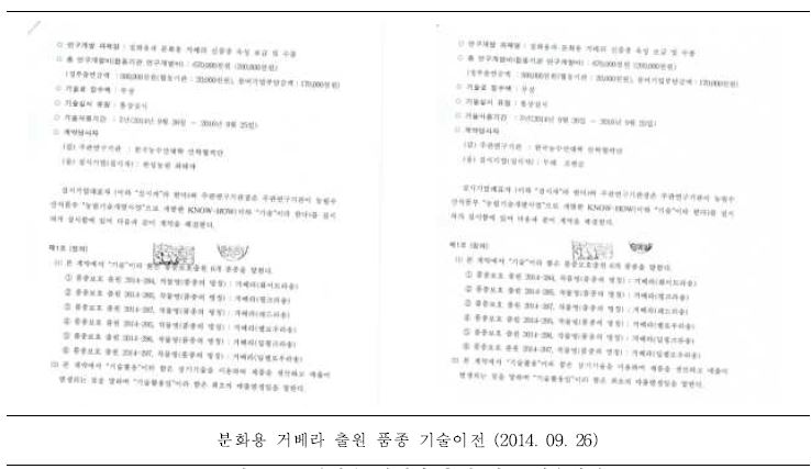 분화용 거베라 출원 품종 기술이전