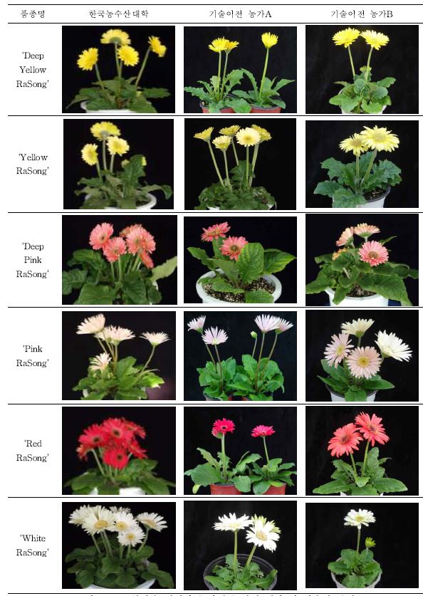분화용 거베라 농가실증 시험 개화 및 생육의 특성