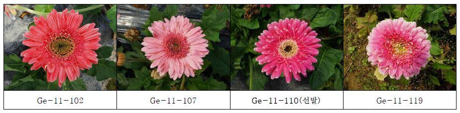 분홍색 계통의 생육 및 개화 특성