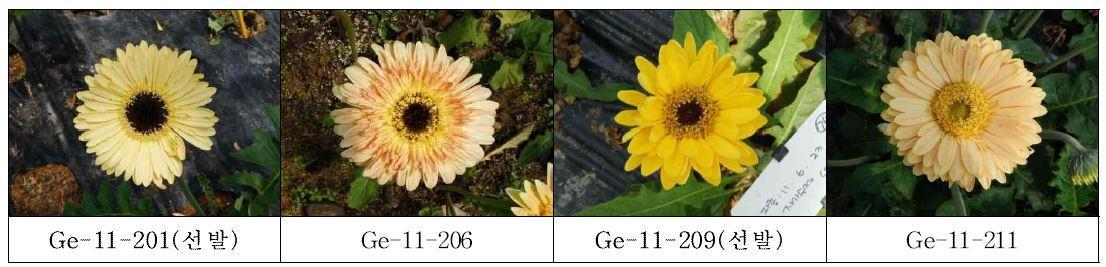최종 선발 육성된 노란색 계통의 생육 및 개화 특성