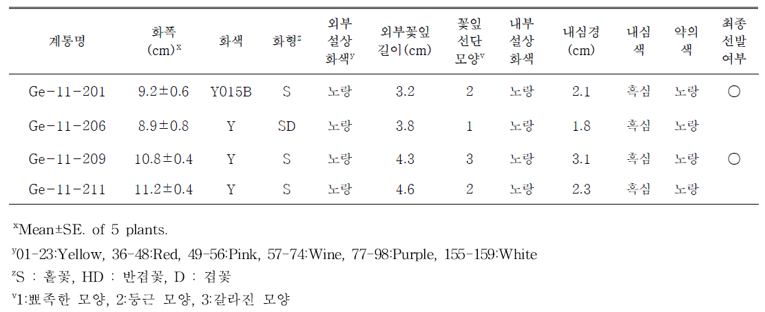 선발된 노란색계통의 개화특성