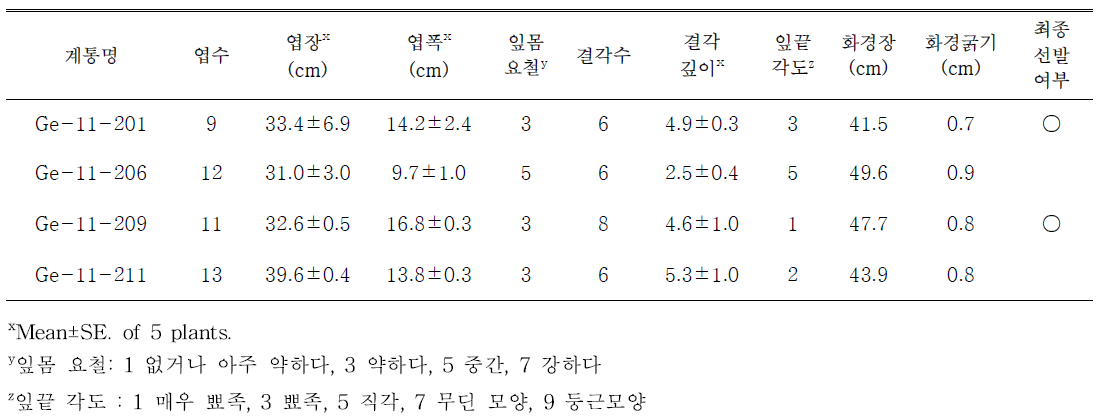 선발된 노란색계통의 생육특성