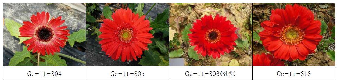 최종 선발 육성된 빨간색 계통의 생육 및 개화 특성