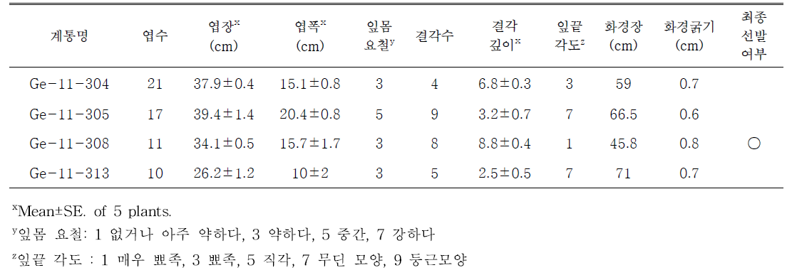 선발된 빨간색계통의 생육특성