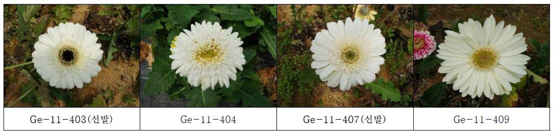 최종 선발 육성된 흰색 계통의 생육 및 개화 특성
