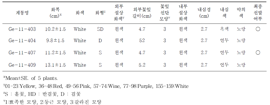 선발된 흰색 계통의 개화특성