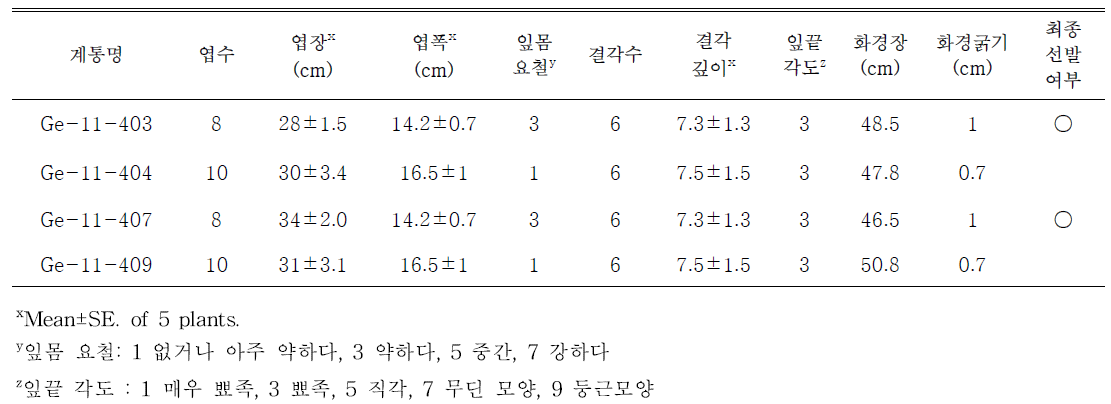 선발된 흰색 계통의 생육특성