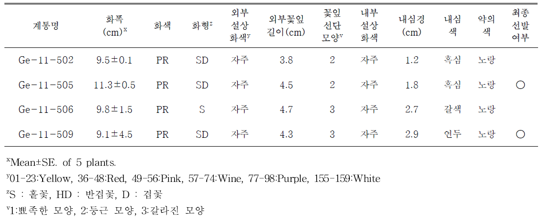 선발된 자주색 계통의 개화특성