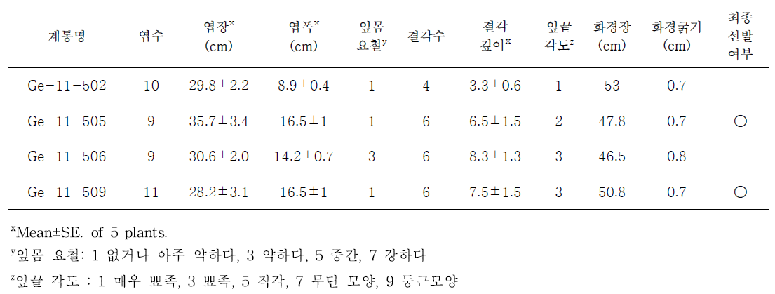 선발된 자주색 계통의 생육특성