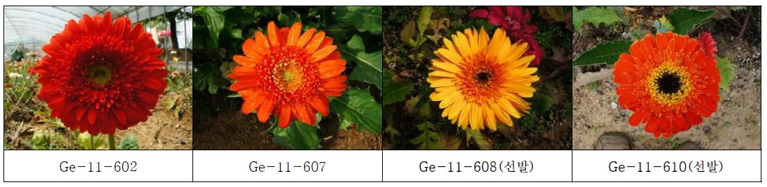 최종 선발 육성된 주황색 계통의 생육 및 개화 특성