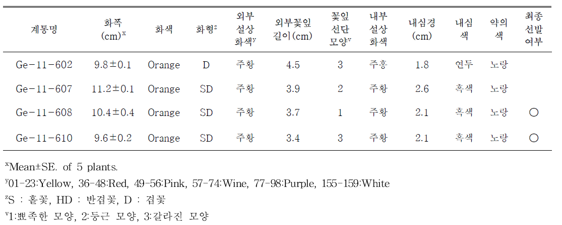 선발된 주황색계통의 개화특성