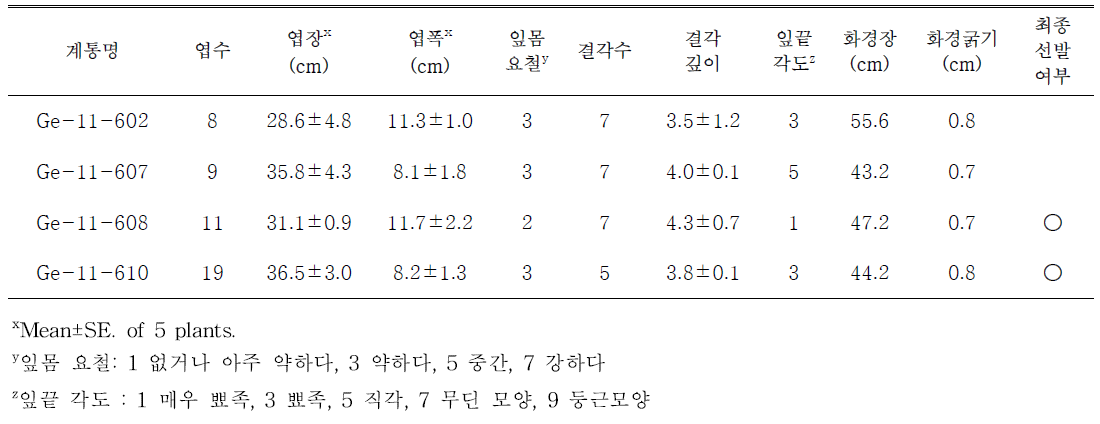 선발된 주황색계통의 생육특성