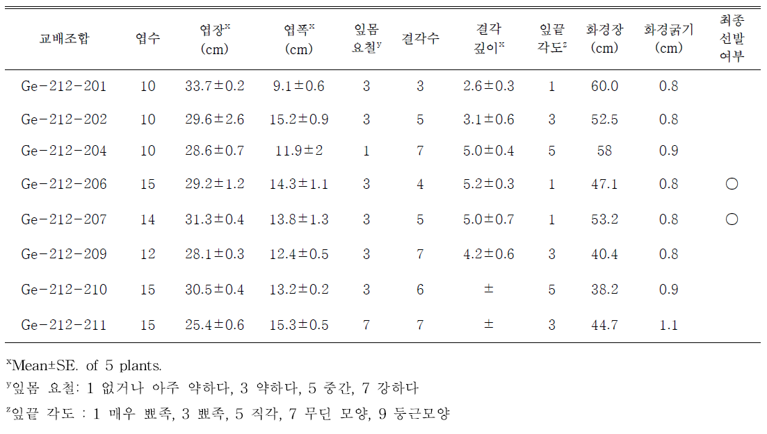 노란색 계열 교배조합의 생육특성 및 선발 여부