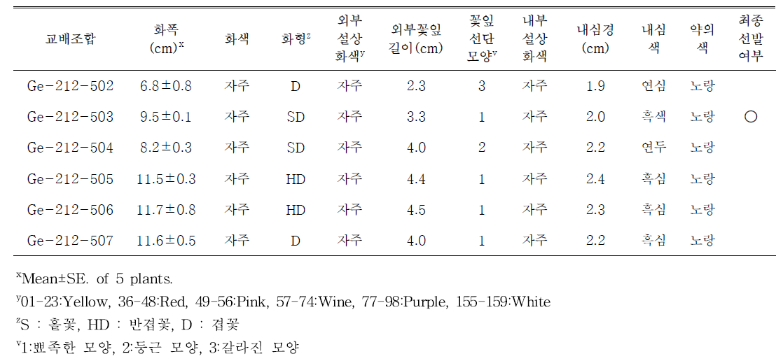 자주색 계열 교배조합의 개화특성 및 선발 여부